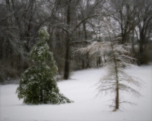 A pair of snow-covered trees.